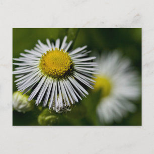 Carte postale Li'l Daisy