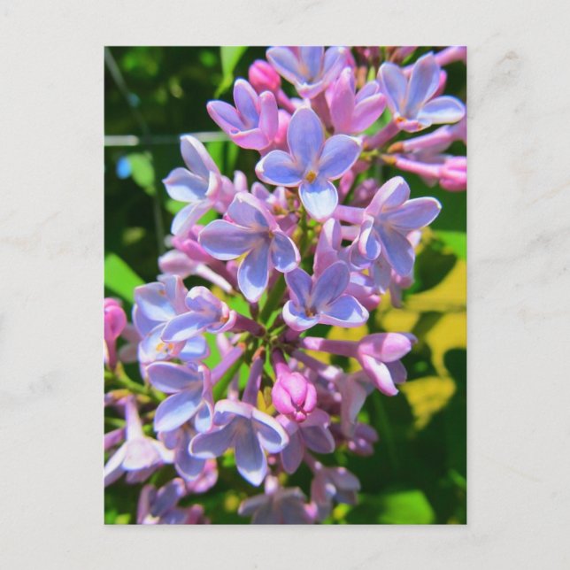 Carte postale Lilac (Devant)