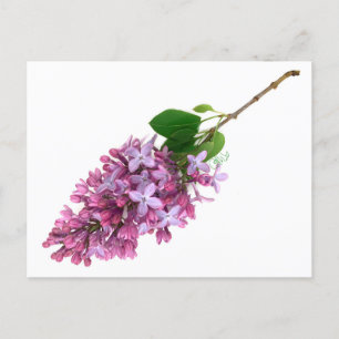 Carte postale Lilac