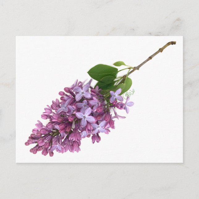 Carte postale Lilac (Devant)