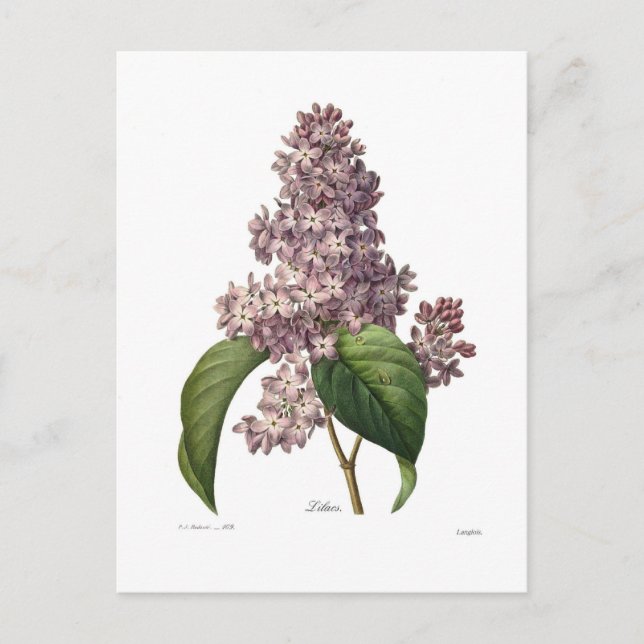Carte Postale Lilac (Devant)