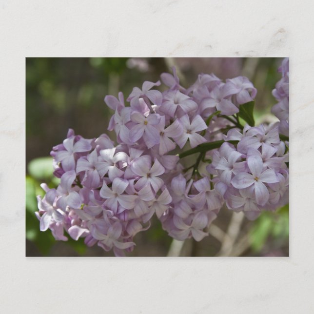 Carte postale Lilac (Devant)