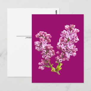 Carte postale - Lilac Blossoms