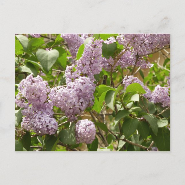 Carte Postale Lilac Bush Belles fleurs de printemps violettes (Devant)