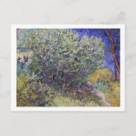 Carte Postale Lilac Bush Vincent van Gogh<br><div class="desc">Carte postale d'art avec le tableau impressionniste,  Lilac Bush (1889) de Vincent van Gogh (1853-1890). Il peint ce paysage sur le terrain de l'hôpital de Saint-Remy,  France. Des buissons lilas fleurissent à côté d'un sentier.</div>
