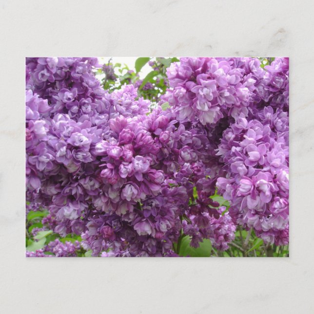 Carte Postale Lilac En Fleur (Devant)