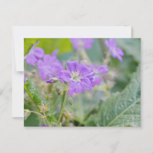 Carte Postale Lilac Fleur sauvage Photo Geranium Fleur botanique