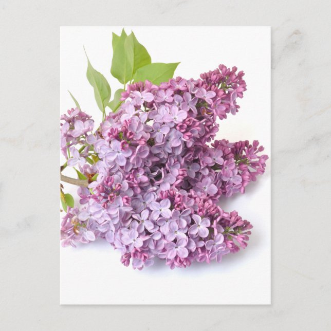 Carte Postale Lilac fleurit (Devant)