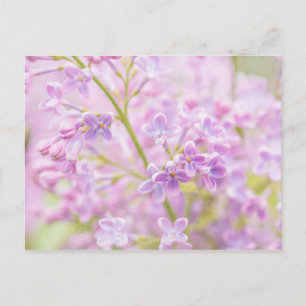 Carte Postale Lilac Fleurs Mist