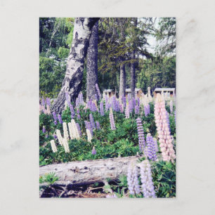 Carte Postale Lilac Lupins rose violet Nouvelle-Zélande   Photog
