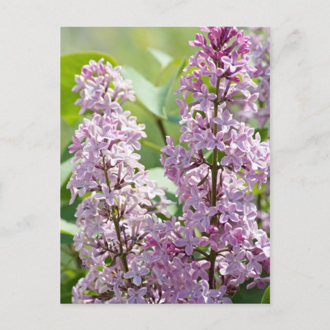 Carte postale Lilac P5390 (Devant)