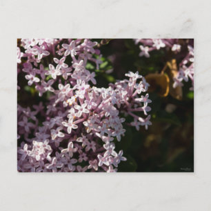 Carte Postale Lilac parfumé