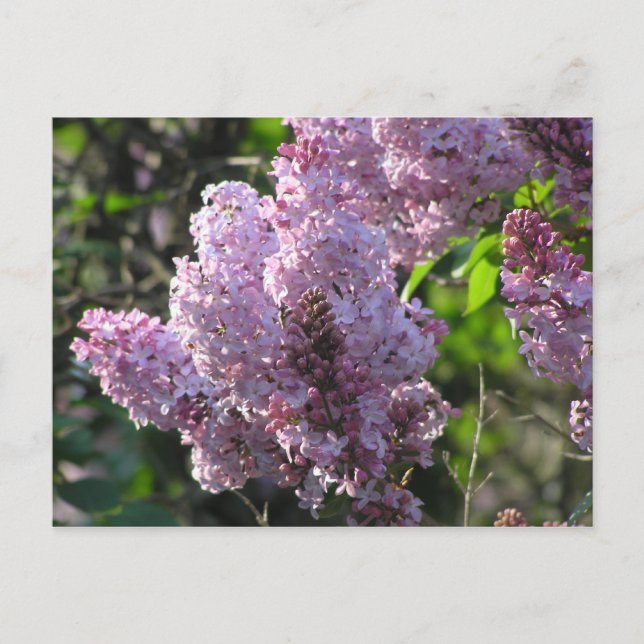 Carte Postale Lilac pourpre (Devant)