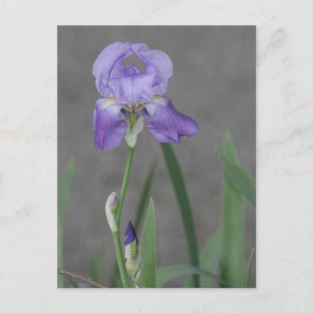 Carte Postale Lilac Purple Iris Blooming in Garden Box (Devant)