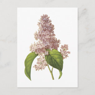 Carte Postale lilac (Syringa sp.) par Redouté