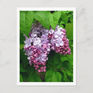 Carte postale Lilacs