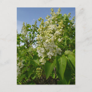 Carte Postale Lilacs blancs en fleur
