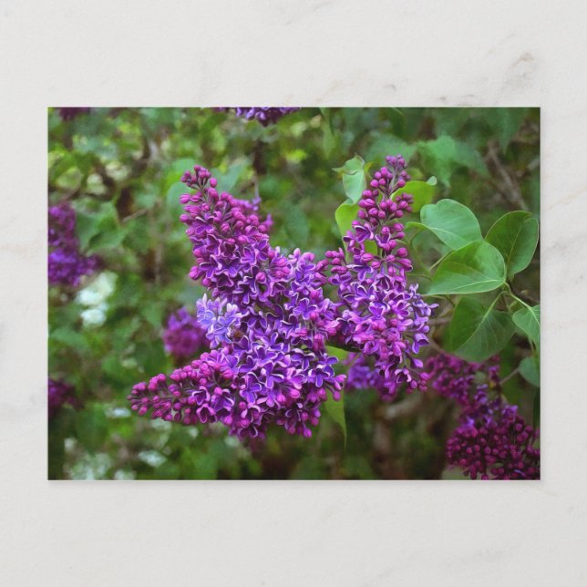 Carte Postale Lilacs pourpres le jour du printemps (Devant)