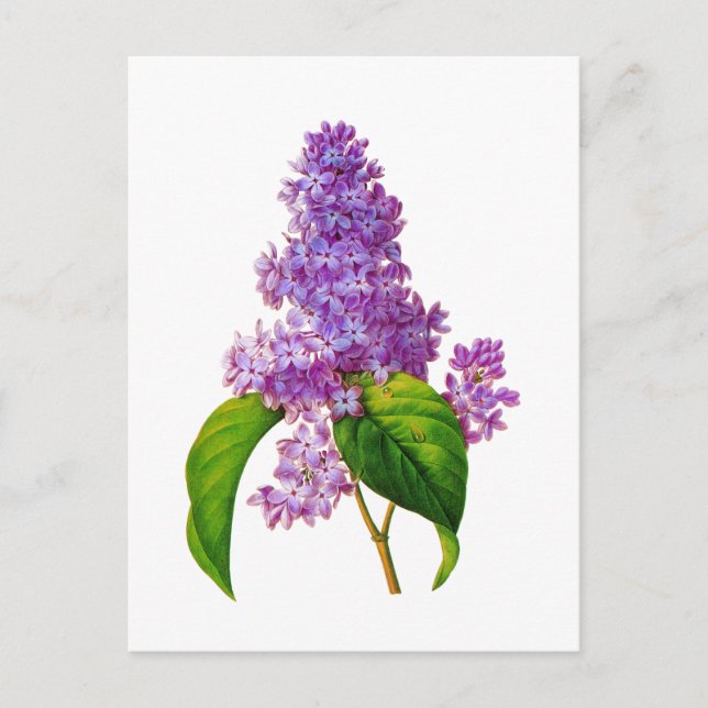 Carte Postale Lilacs pourpres par Pierre-Joseph Redoute (Devant)