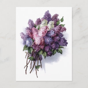 Carte Postale Lilacs vintages