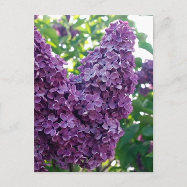 Carte postale Lilacs violet (Devant)