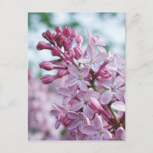 Carte Postale Lilas assez pourpres