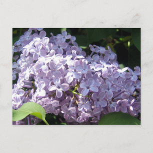 Carte Postale Lilas en pleine floraison