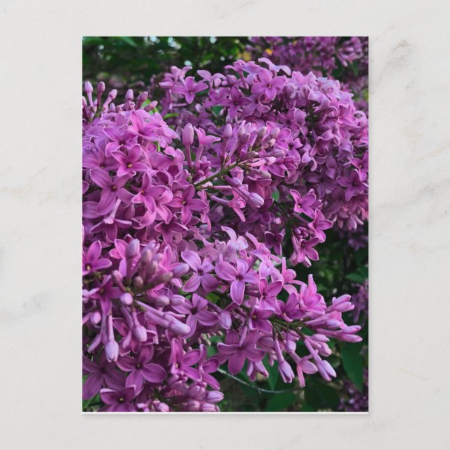 Carte Postale lilas rose violet | photo florale rose romantique (Devant)
