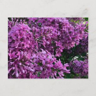 Carte Postale lilas rose violet   photo florale rose romantique