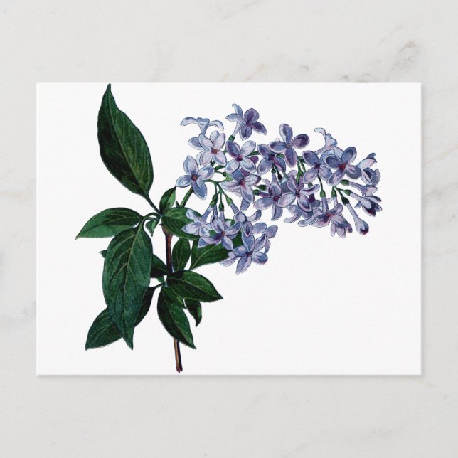 Carte Postale Lilas vintage (Devant)