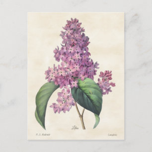 Carte Postale Lilas Violets Clair Botanique Vintage