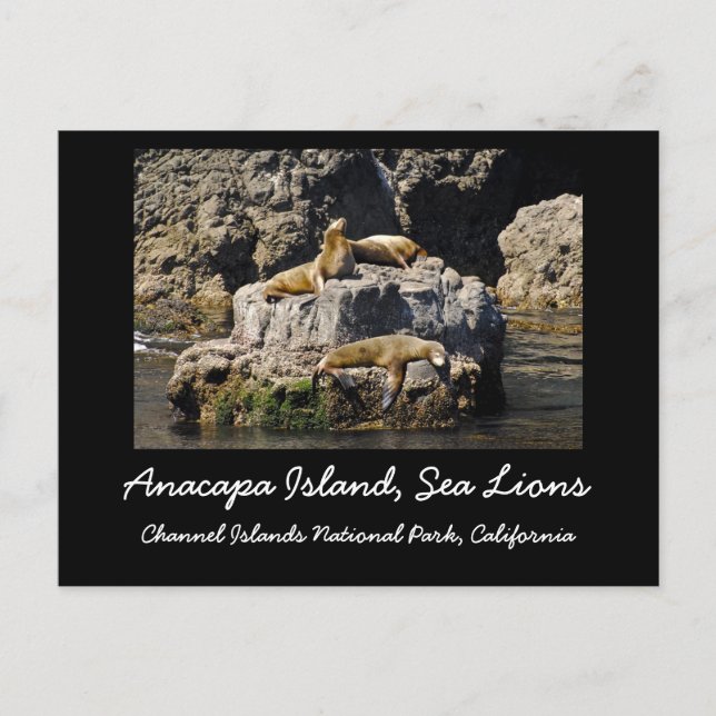 Carte Postale L'île d'Anacapa, Lions de Mer (Devant)