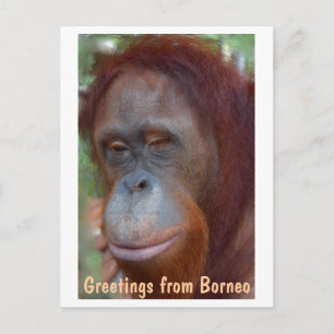 Carte Postale L'île de Bornéo Orangutan