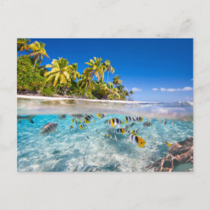 Carte Postale L'île tropicale sous et au-dessus de l'eau