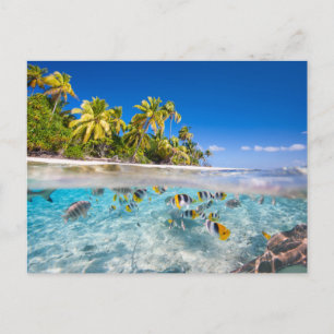 Carte Postale L'île tropicale sous et au-dessus de l'eau