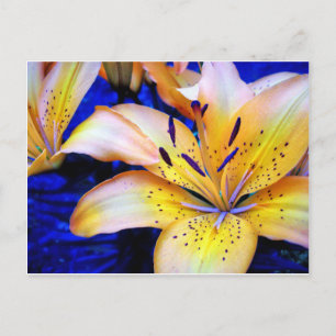 Carte Postale LilienArt