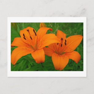 Carte postale Lilies