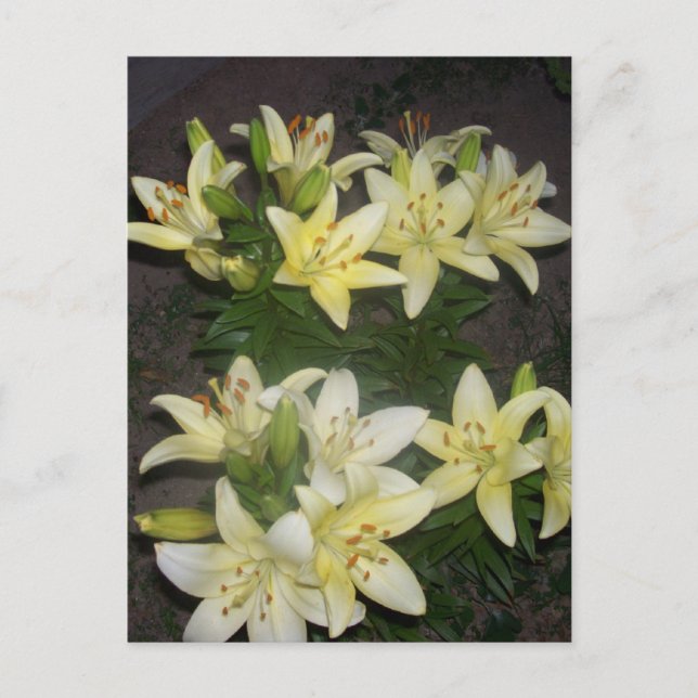 Carte Postale Lilies (Devant)