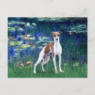 Carte Postale Lilies 5 - Lévrier Italien