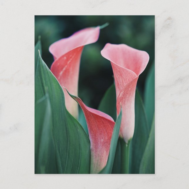Carte Postale Lilies Calla Fleurs Roses (Devant)