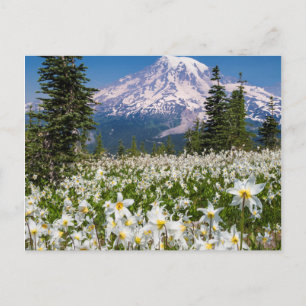 Carte Postale Lilies des avalanches et Mont Rainier 2