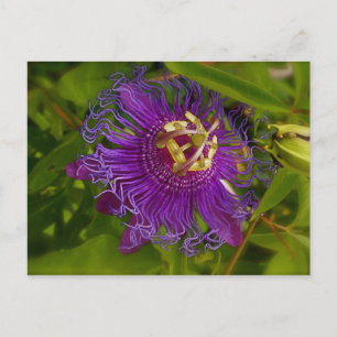 Carte Postale Lilikoi ou Fleur de Passion