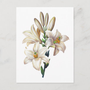 Carte Postale Lilium Candidum ou Madonna Lily Par Redoute