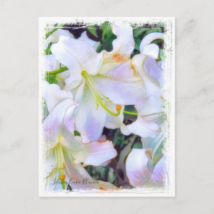Carte Postale Lilium ‘Casa Blanca’ [Carte postale] ポ ー ド