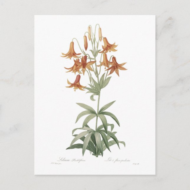 Carte Postale Lilium penduliflorum (Devant)