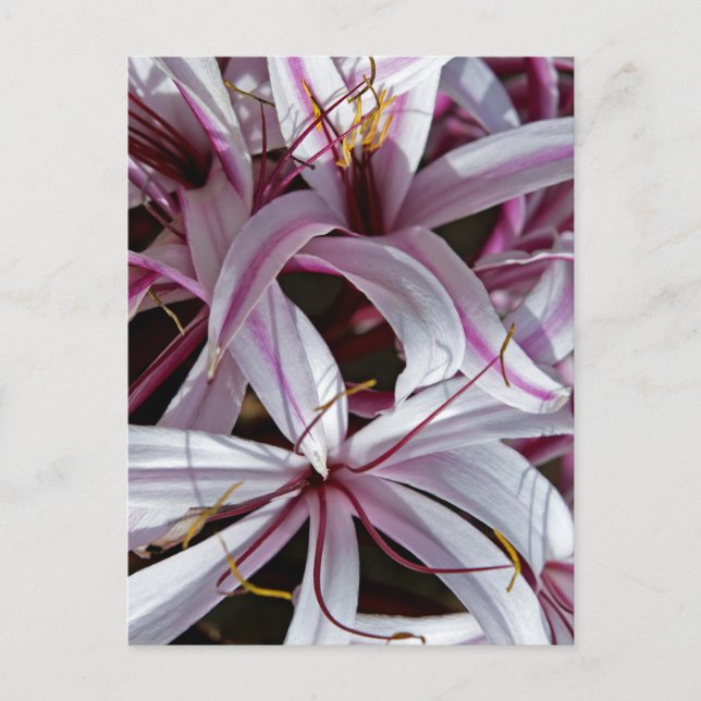 Carte Postale Liliums (Devant)