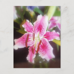 Carte Postale Lilles stargazer #2