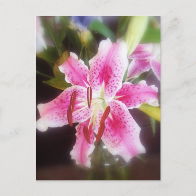 Carte Postale Lilles stargazer #2 (Devant)