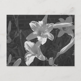 Carte Postale Lillies