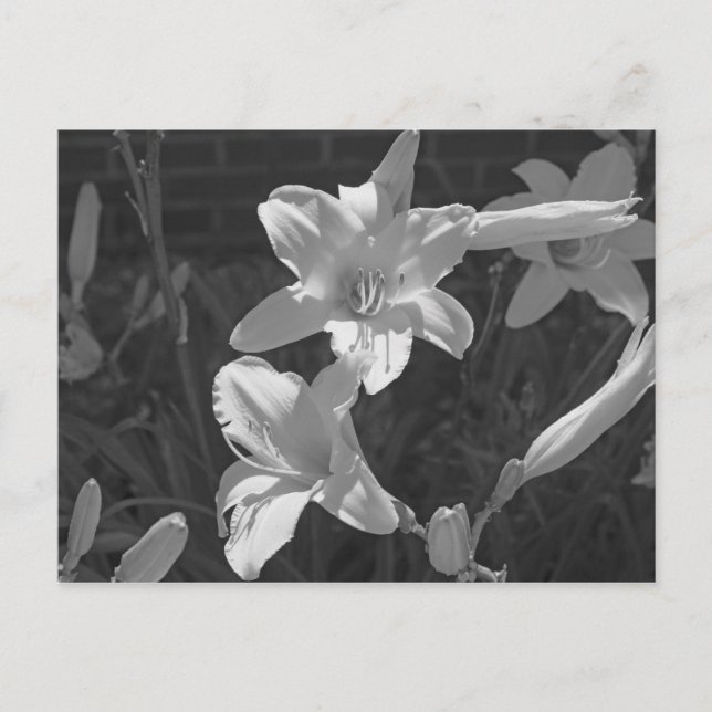 Carte Postale Lillies (Devant)